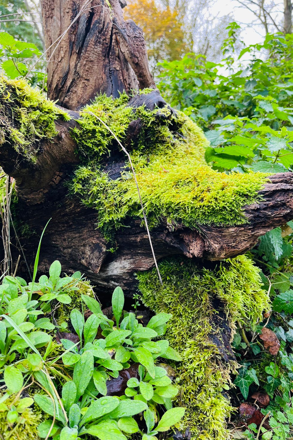 Moss covered stumpery Moss covered stumpery