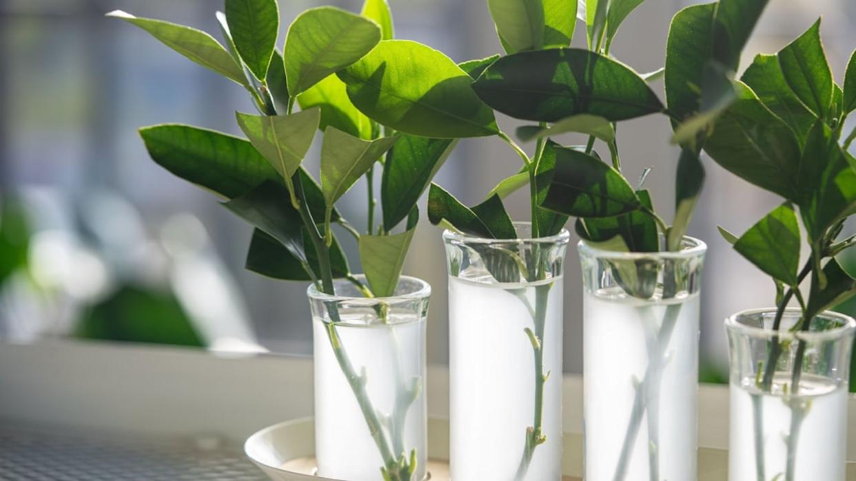 Citrus plant propagation at home using cuttings placed in water with rooting hormone. Closeup of orange and tangerine stems without roots in glass tubes - easy and effective method for cloning trees.