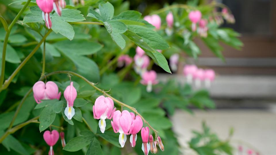 Bleeding HeartBarbara J&period; Perenic&sol;Columbus Dispatch &sol; USA TODAY NETWORK &sol; Imagn&period;com