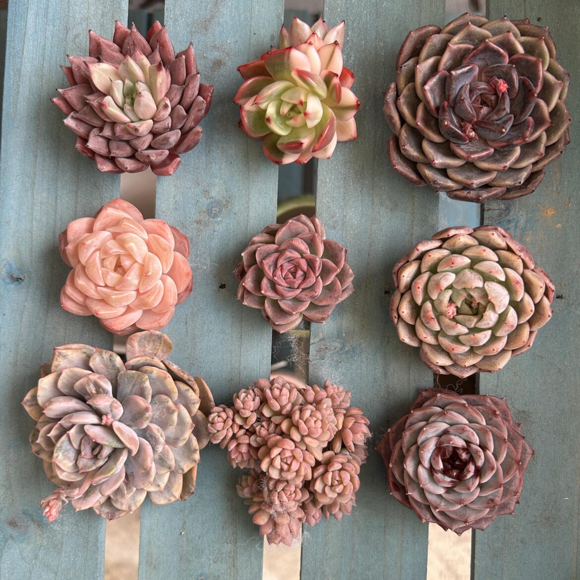 New additions to my collection ready to be potted :)