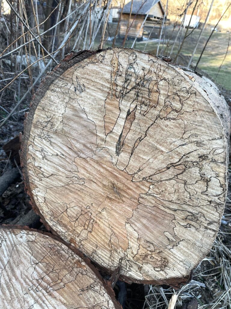 Does this look like Silver Maple ?