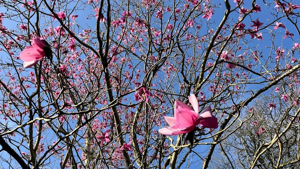 A dark pink magnolia in flower against a bright blue sky.