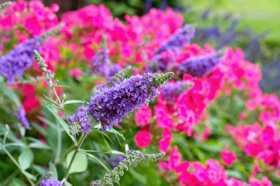 Summer garden scene with Buddleja davidii flower also called summer lilac,butterfly-bush. Pink Phlox paniculata on background