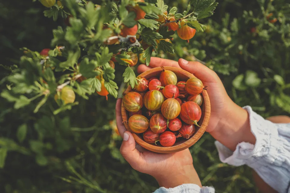 Close-up of a woman's hands holding organic gooseberry.
