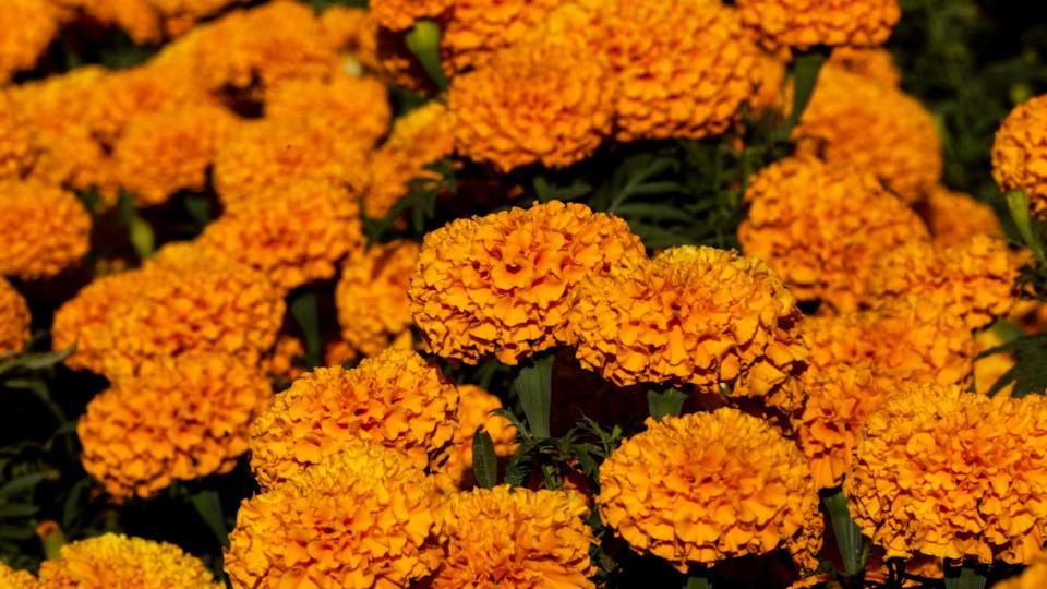 MarigoldsOmar Ornelas&sol;El Paso Times &sol; USA TODAY NETWORK &sol; Imagn&period;com