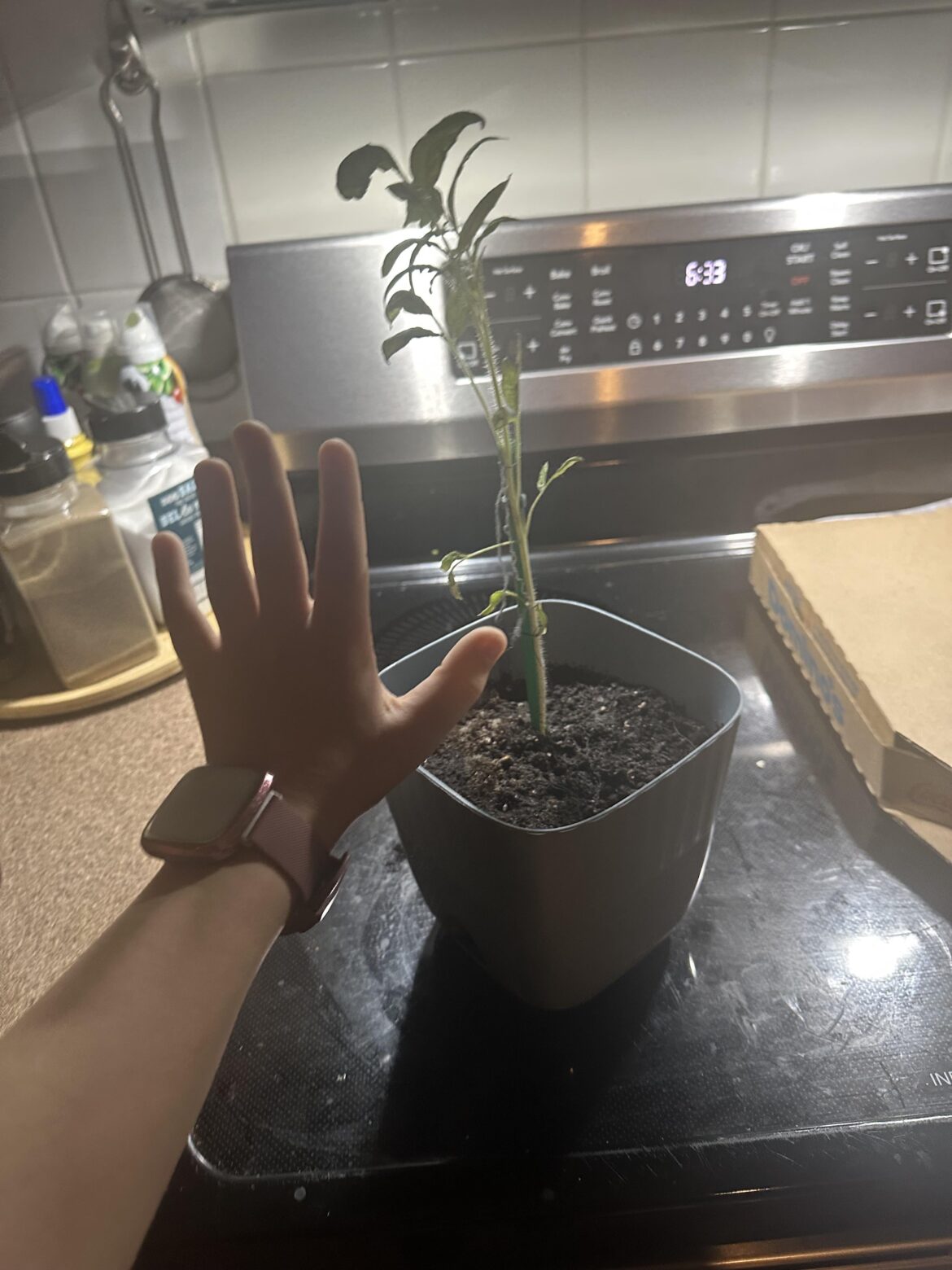 What plant is this?