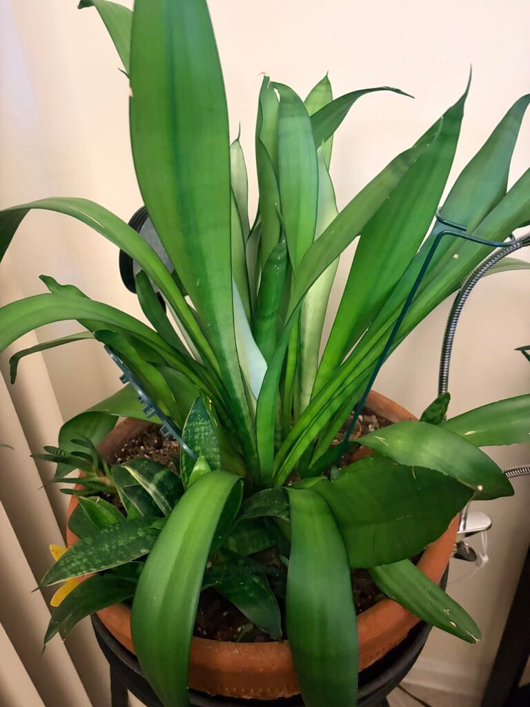 Some of my snake plants