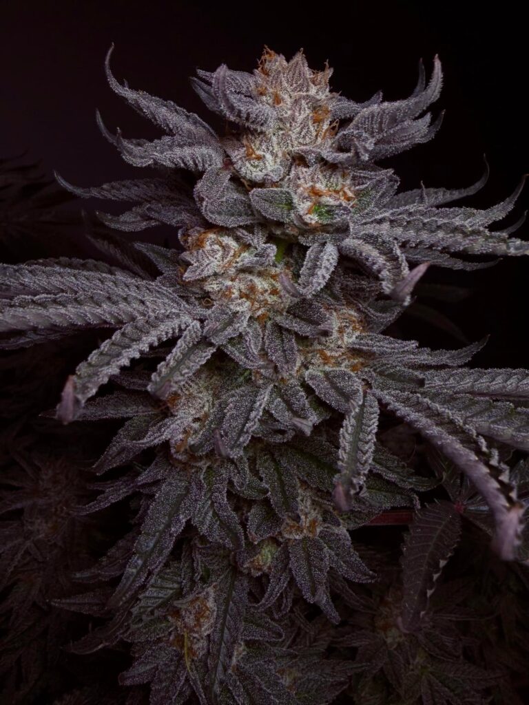 Super Sour Runtz — Coco Day 65