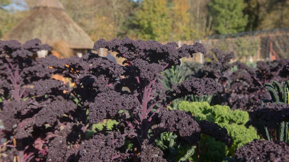 Autumn Crop of Home Grown Organic Purple Leaved Redbor Kale (Brassica oleracea 'Acephala Group') Growing on an Allotment in a Vegetable Garden