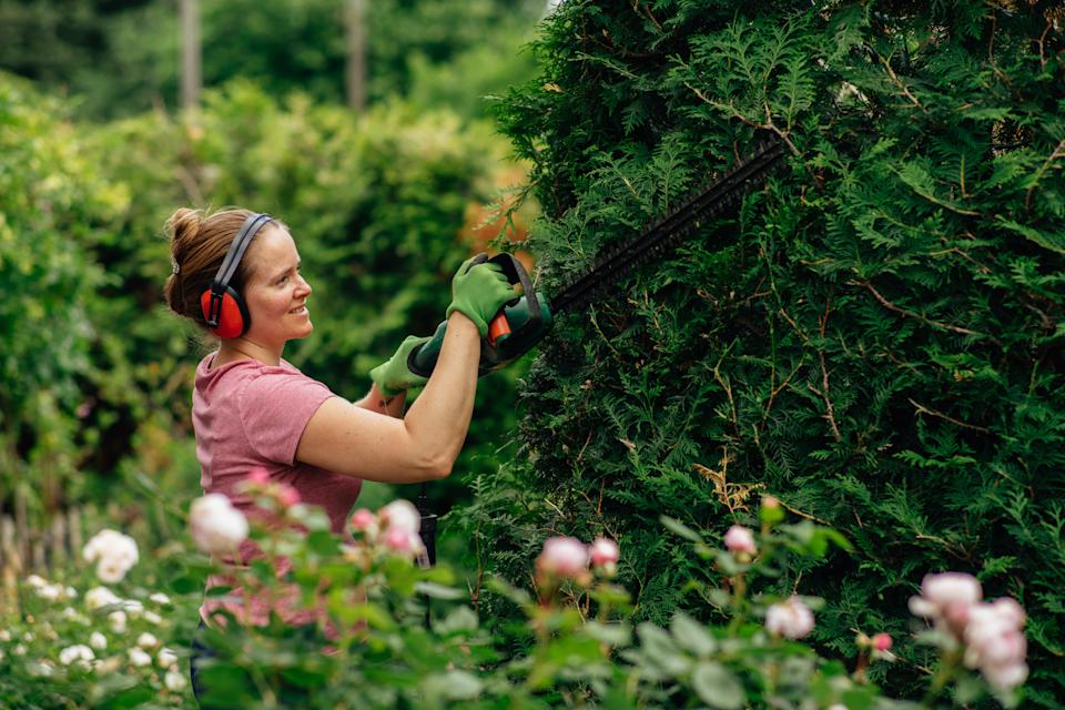 A woman wears ear protection and gloves while using an electric hedge trimmer to trim back an arborvitae hedge