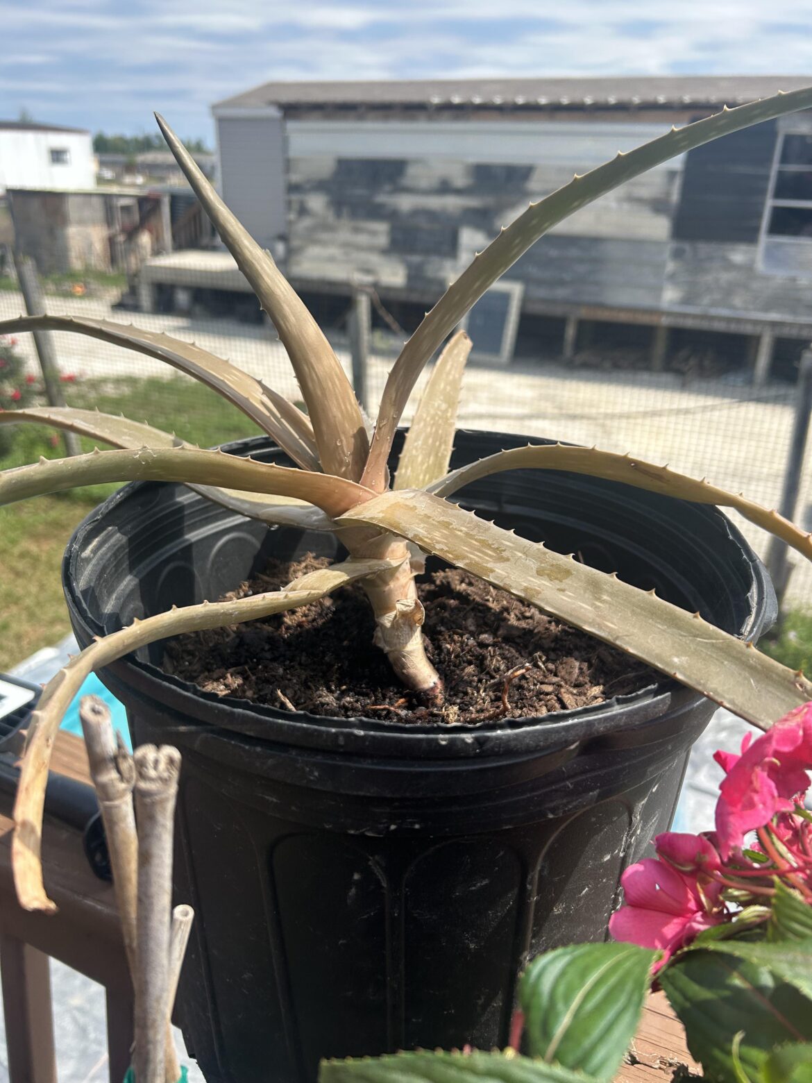 Any idea why it’s dying? It’s my moms plant and she waters it (we in Texas sun)