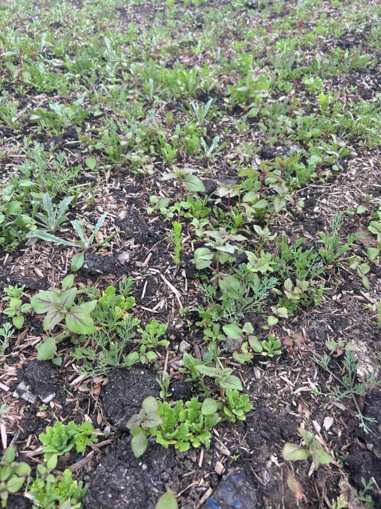 Wildflower meadow front yard success! Wildflower meadow front yard success!