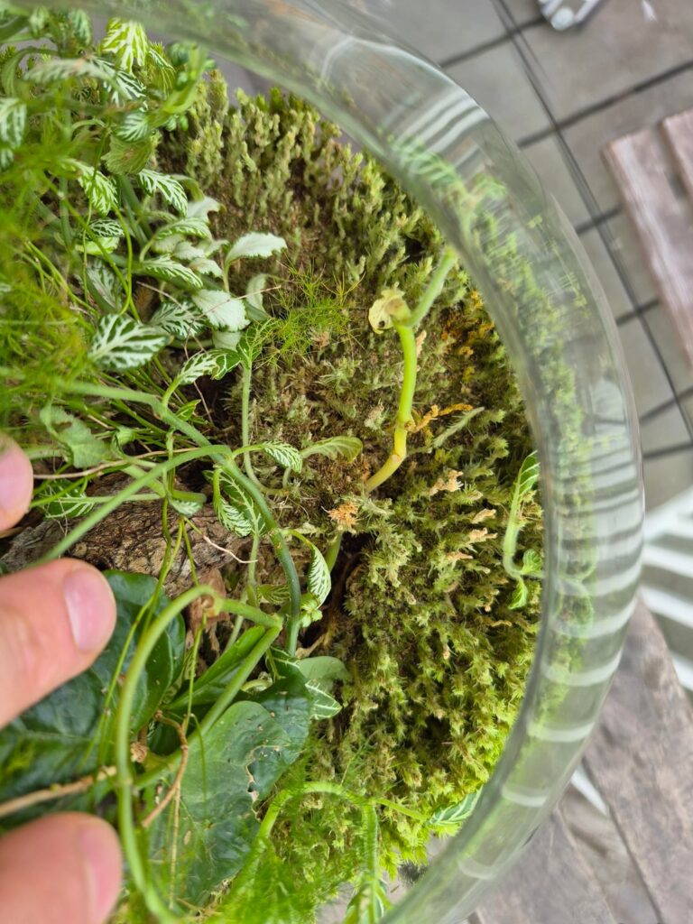 Is my jarrarium ok? Is my jarrarium ok?