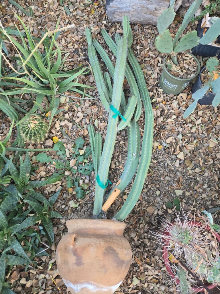 I had a feeling this skinny senita was getting too big for its britches. Thankfully, I was able to save to pot!