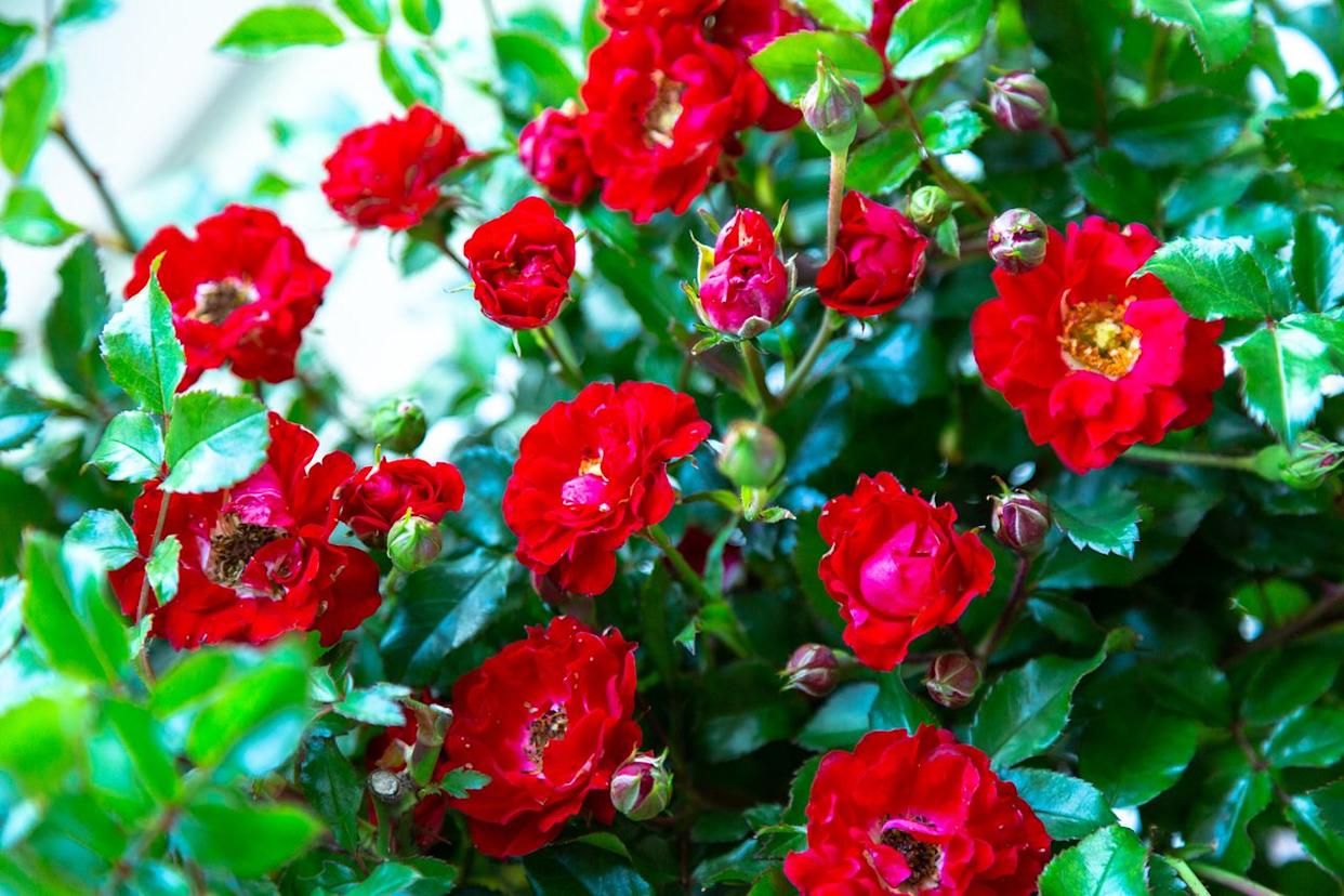 Credit: Southern Living Plant Collection