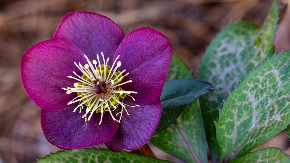 Purple Hellebore Flower with Speckled Green Leaves in Early Spring