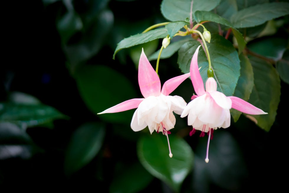 front door shade plant fuchsia