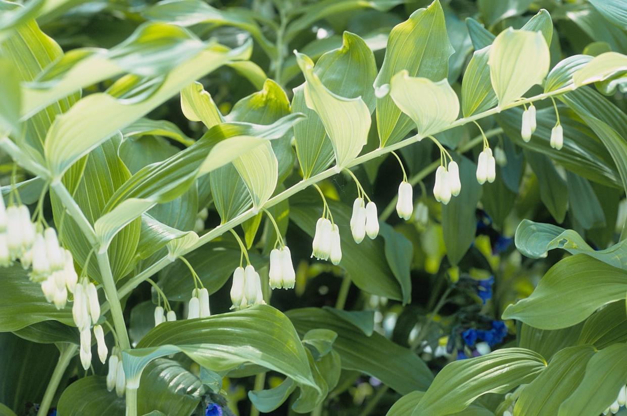 perennials you've never heard of solomon's sealpolygonatum x hybridum, close up of pendulous white flowers