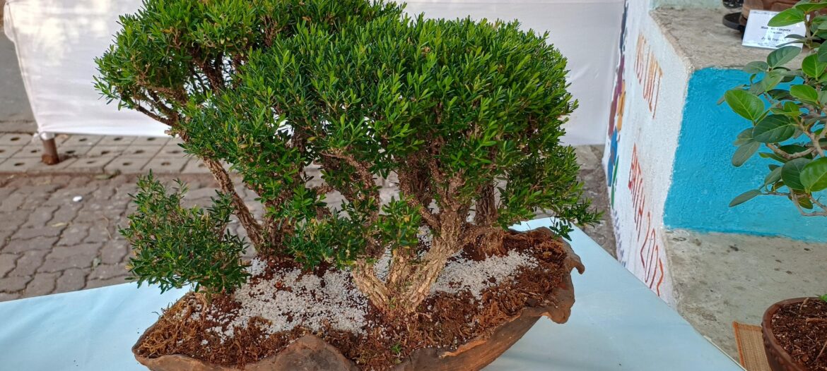 How would you style this tree?