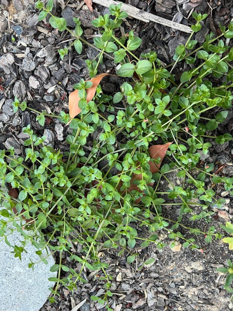 What is this plant? Weed or free ground cover?