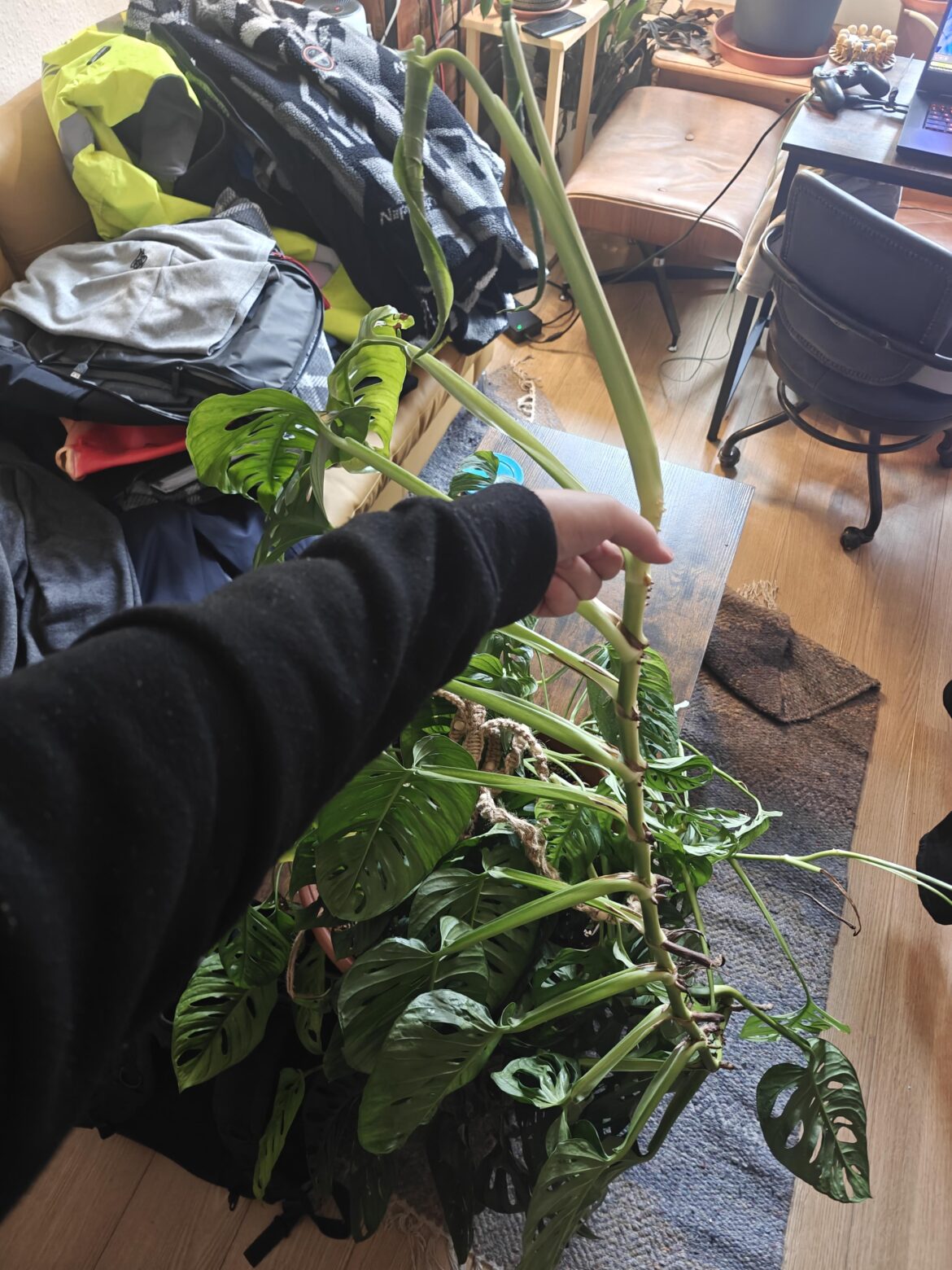 Help needed with overgrown adansonii