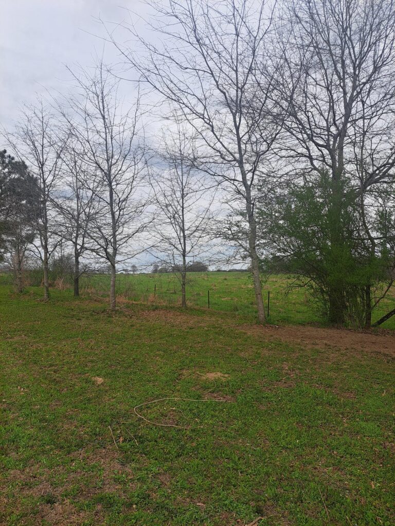 Are these trees too close?