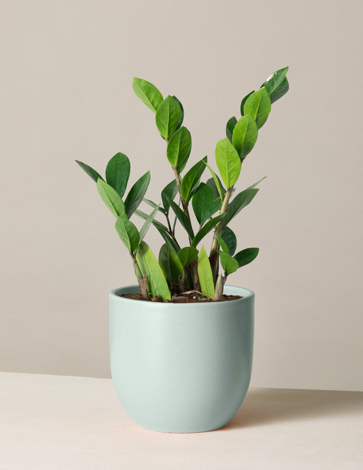 37 Low-Light Houseplants That THRIVE in Darkness