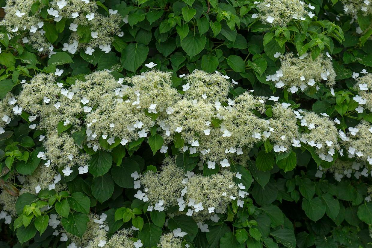 Credit: Getty Images / imageBROKER/Helmut Meyer zur Capellen