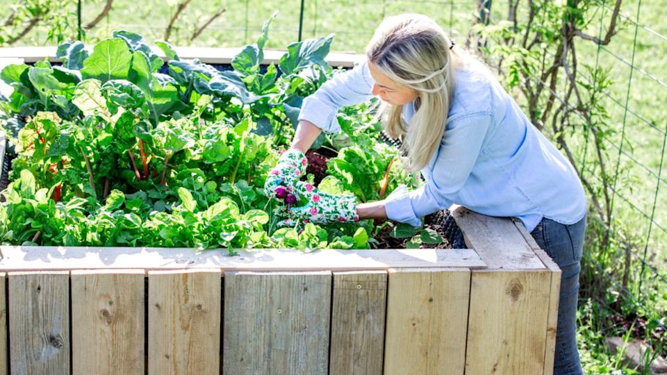 raised garden bed woman gardening greens lettuce