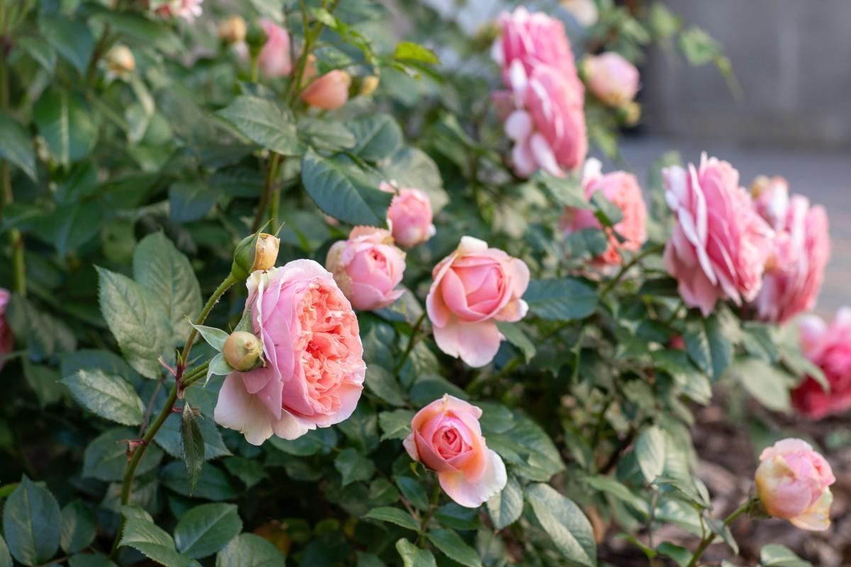 David Austin RosesReal&lowbar;life&lowbar;photo &sol; Shutterstock&period;com