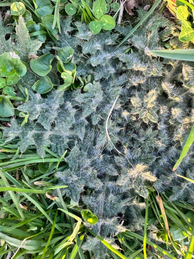Anyone have any idea what this is?