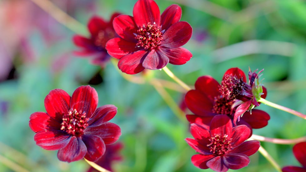 cosmos atrosanguineus, commonly called chocolate cosmos, is a tuberous rooted perennial that features brownish red (or dark purple) flowers with a chocolate scent atop slender stems from summer to autumn. it is also commonly called black cosmos.
