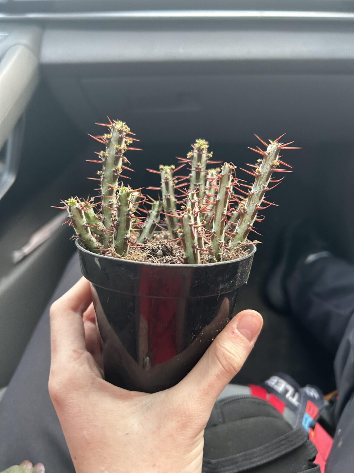 What’s this mean cactus?