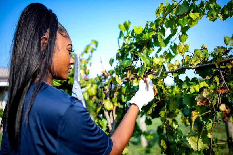 Volunteers help with community Grapevine