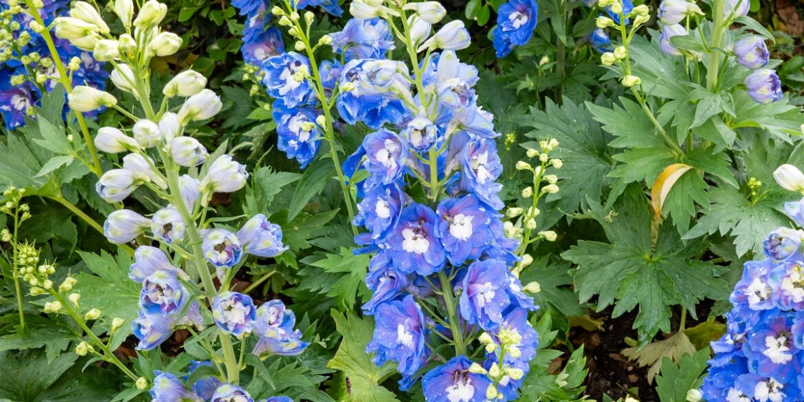 How to Grow and Care for Delphiniums in Your Garden