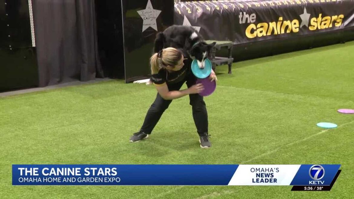 The Canine Stars bring high-flying rescue dog show to Omaha Home & Garden Expo The Canine Stars bring high-flying rescue dog show to Omaha Home & Garden Expo