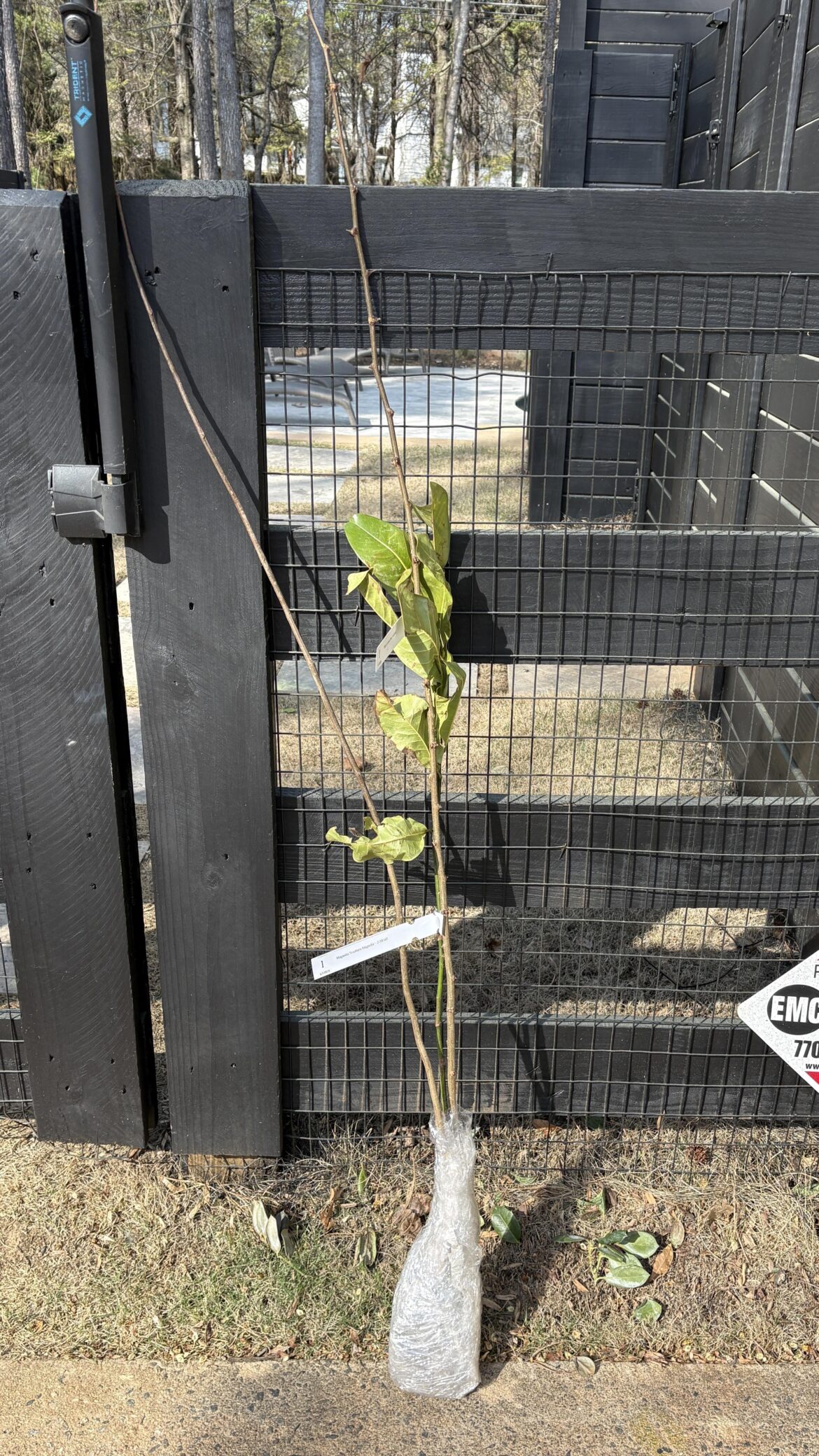 Is this acceptable? I ordered 3 trees from an online nursery and received this