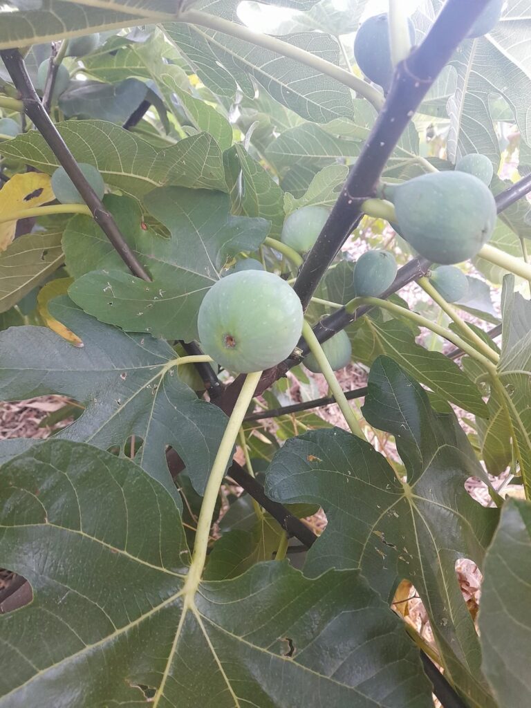 What Figs are these and are they ripe?