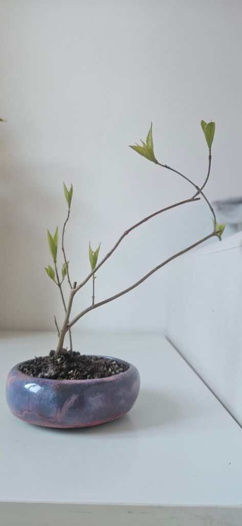 Japanese Beauty Berry