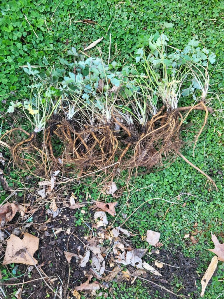 Man I love dividing plants!