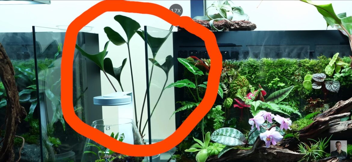 This plant looks so cool! Does anyone know ID? 🙏