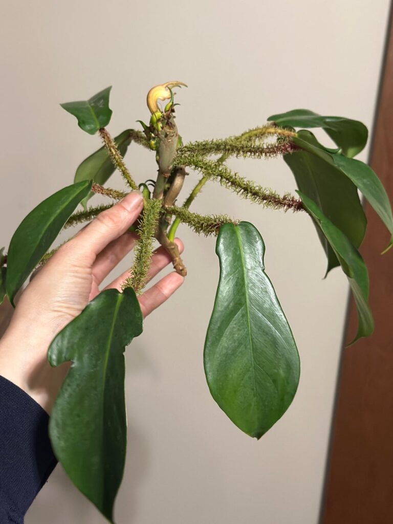 Weird growth on my Philodendron squamiferum (red bristle) plant. Weird growth on my Philodendron squamiferum (red bristle) plant.