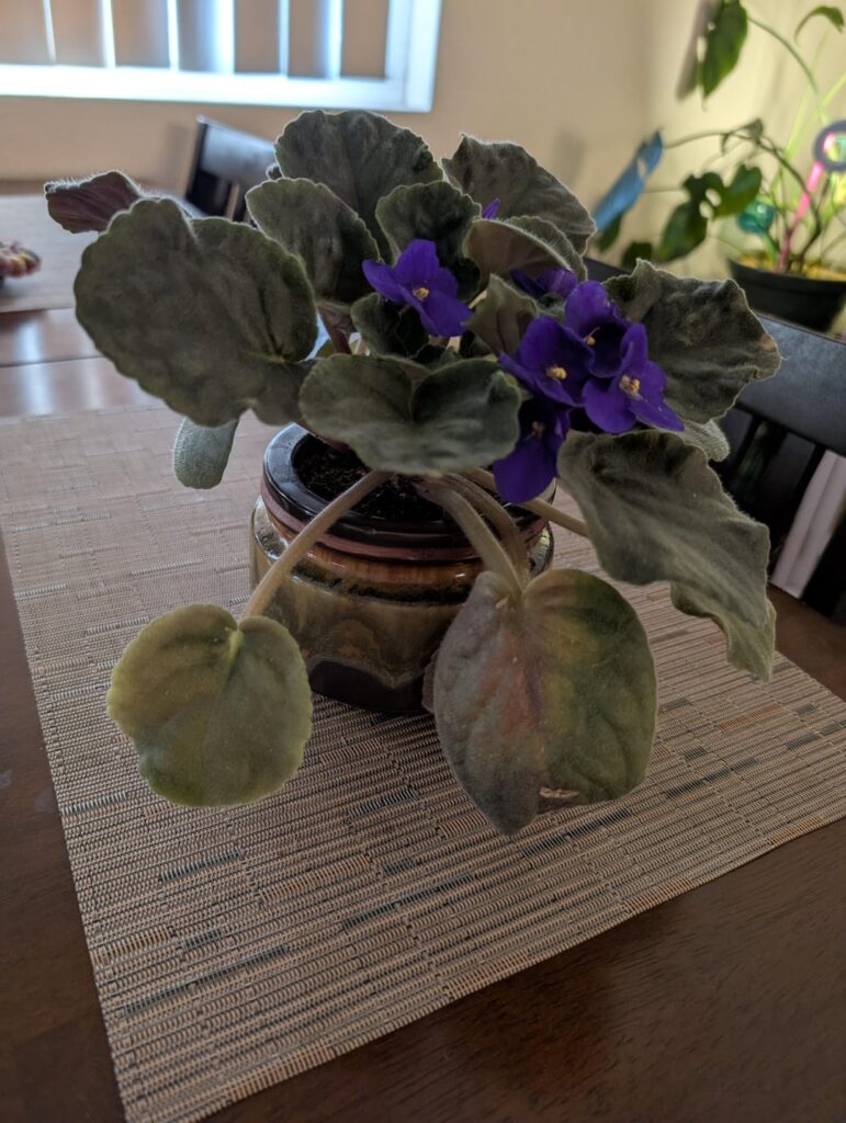 What’s happening to the lower leaves? What's happening to the lower leaves?
