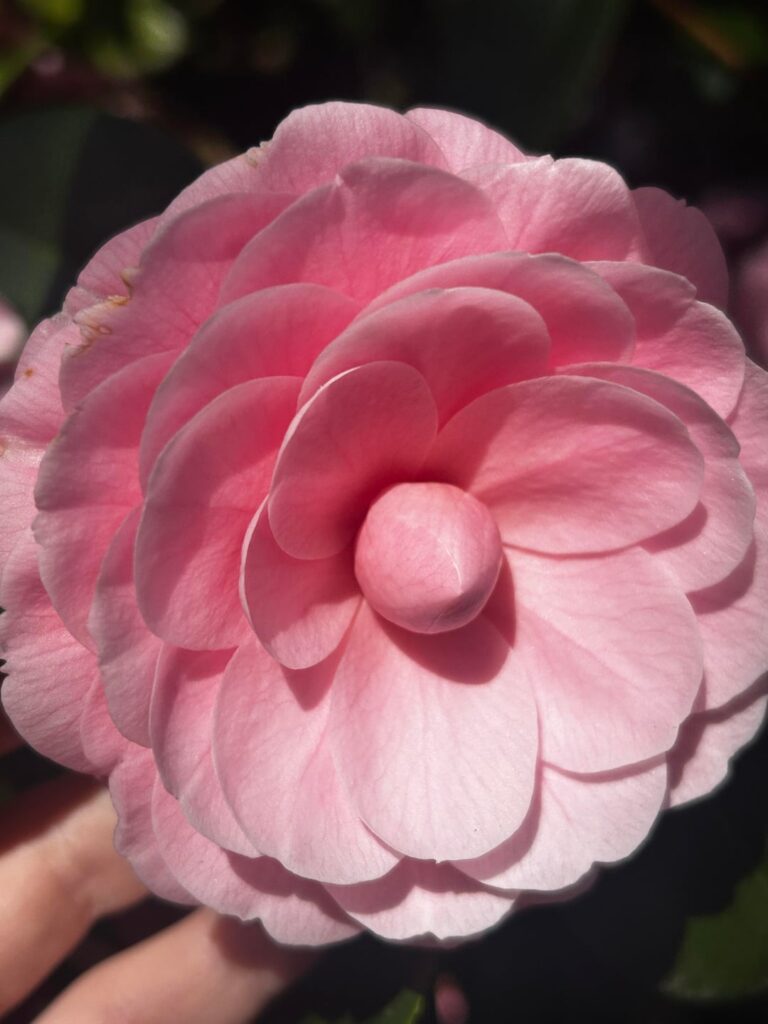 Camellias 🩷