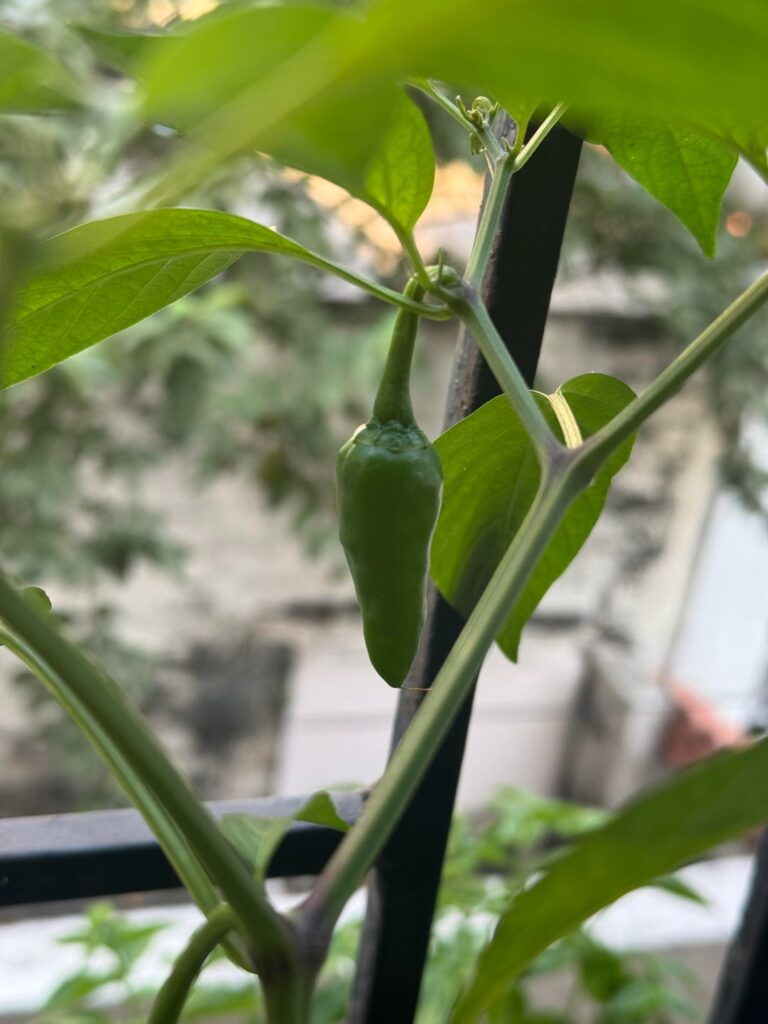 Jalapeño harvest question.