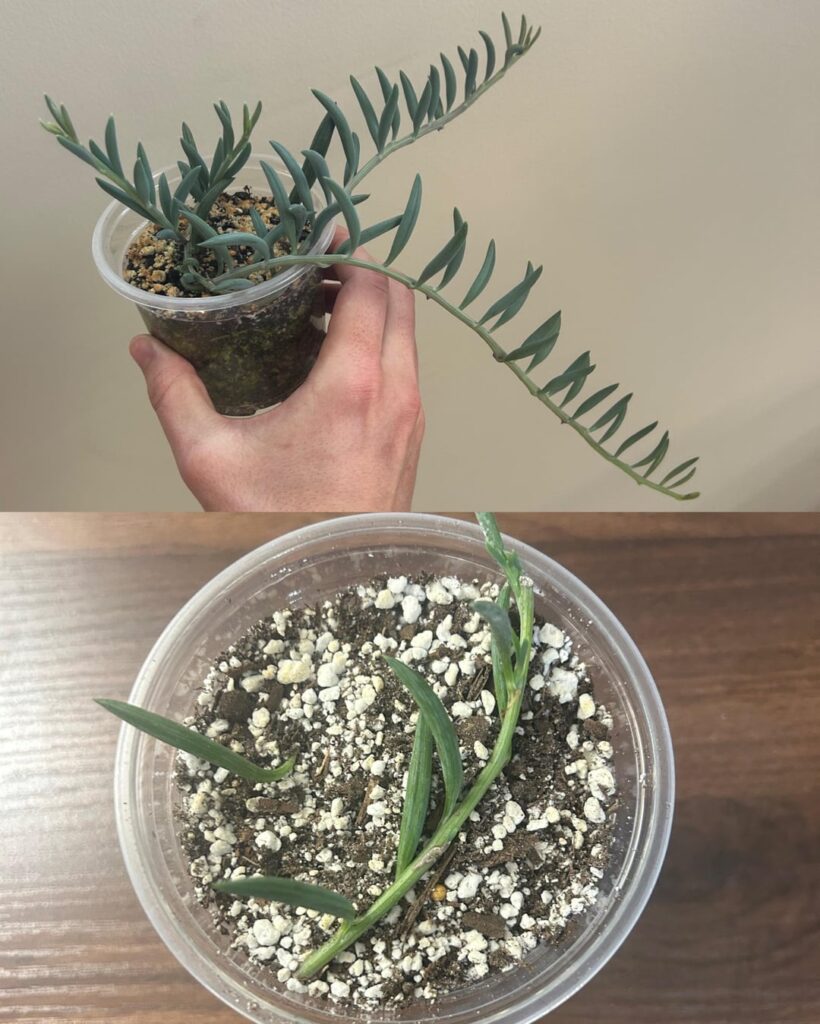4 month growth