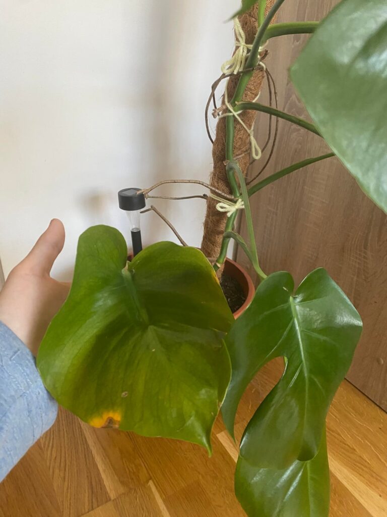 monstera help?