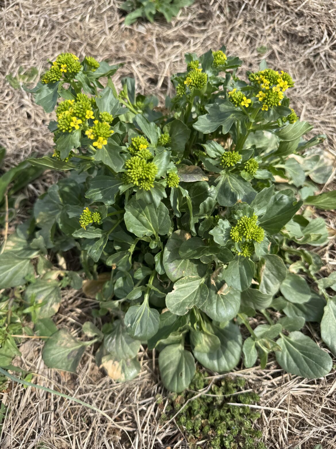 Is this wild mustard?
