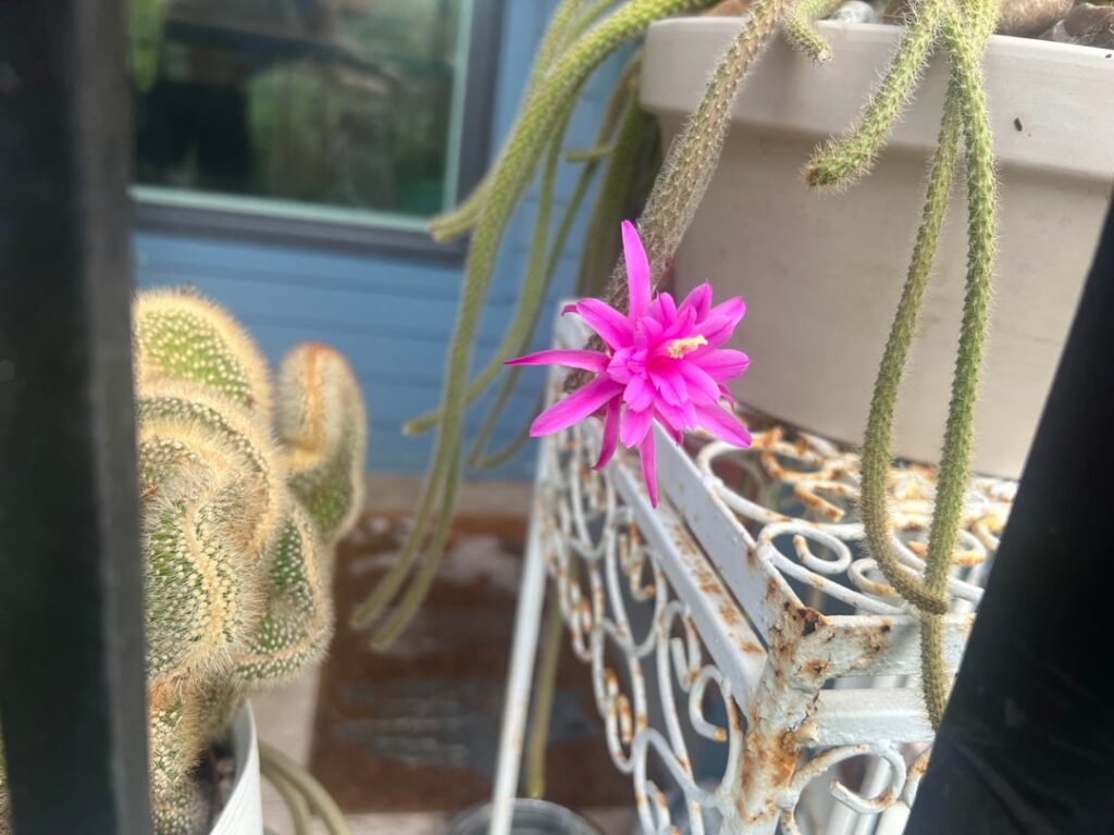 Rat Tail Cactus bloom!