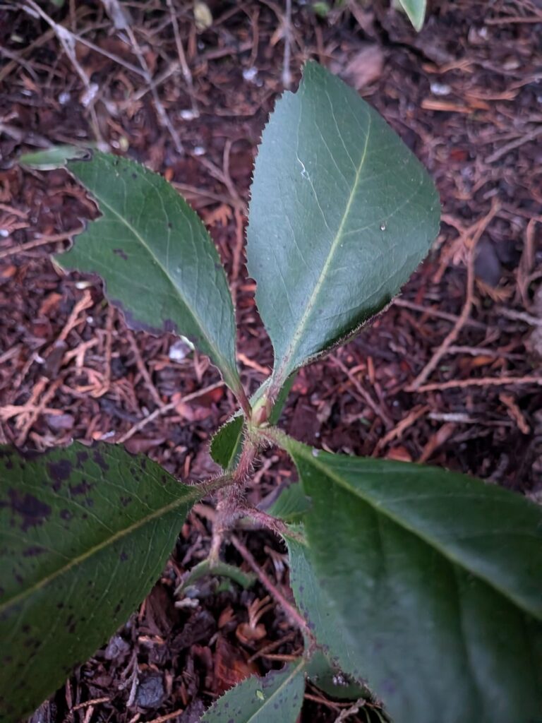 Help me identify a volunteer in my garden? 🥺